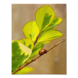 Impression Photo Ladybird