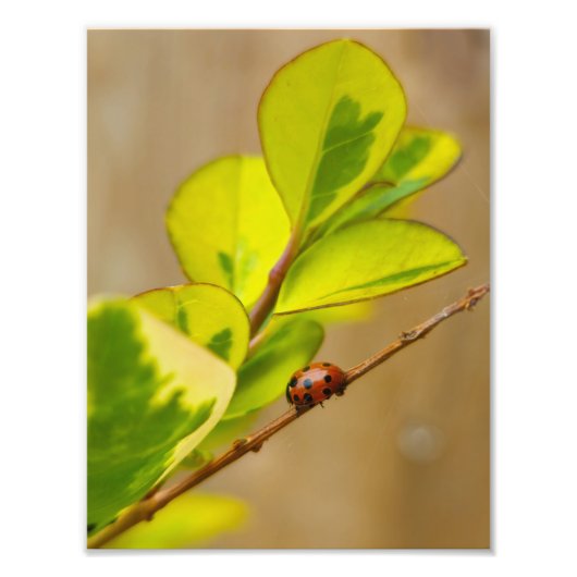 Impression Photo Ladybird (Devant)