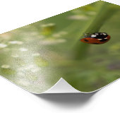 Impression Photo Ladybird à sept places (Coin)