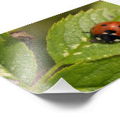 Impression Photo Ladybird à sept places (Coin)