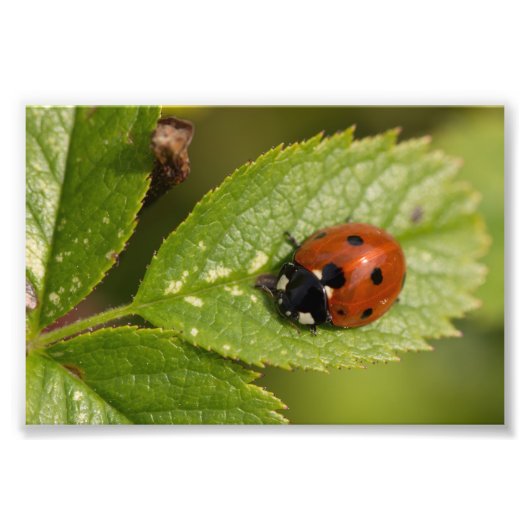 Impression Photo Ladybird à sept places (Devant)