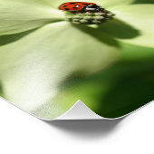 Impression Photo Ladybug Sur Fleur De Dogwood 8x8 Nature (Coin)