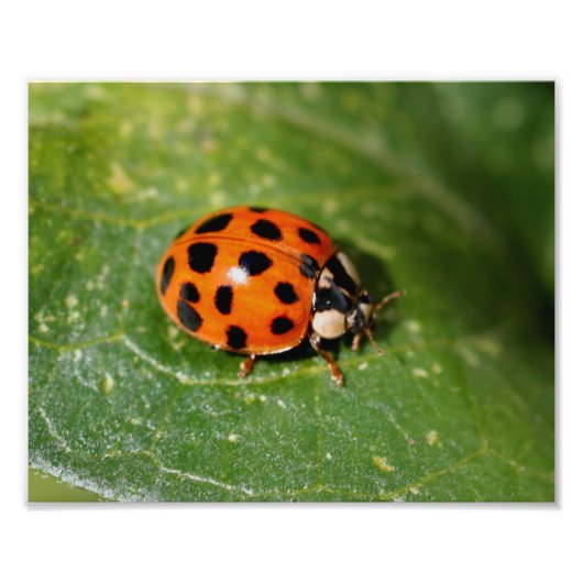 Impression Photo Ladybug sur la feuille Fermer 8x10 (Devant)