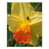 Impression Photo Ladybug sur la jonquille jaune Floral (Devant)