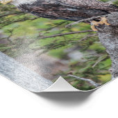 Impression Photo L'aigle à tête blanche américain assis dans un arb (Coin)