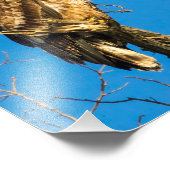 Impression Photo L'aigle à tête blanche juvénile et la lune (Coin)