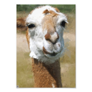 Impression Photo Lama heureux, effet de peinture