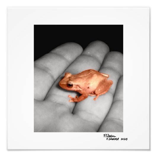 Impression Photo L'amphibien. (Devant)
