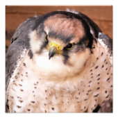 IMPRESSION PHOTO LANNER FALCON (Devant)