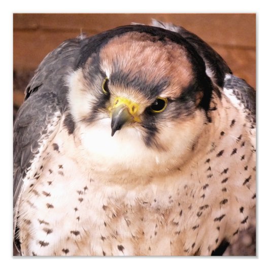IMPRESSION PHOTO LANNER FALCON (Devant)