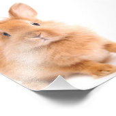 Impression Photo Lapin (Coin)