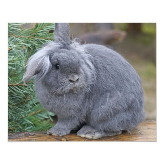 Impression Photo Lapin (Devant)