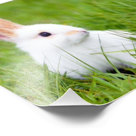 Impression Photo Lapin blanc (Coin)