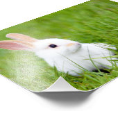 Impression Photo Lapin blanc (Coin)