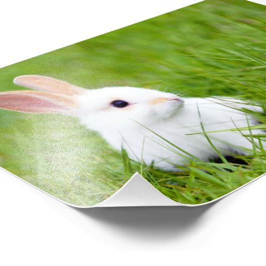 Impression Photo Lapin blanc (Coin)