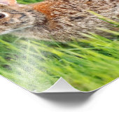 Impression Photo Lapin de coton oriental dans l'herbe longue (Coin)