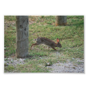 Impression Photo Lapin décontracté