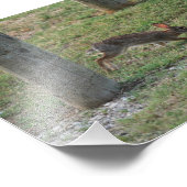 Impression Photo Lapin décontracté (Coin)