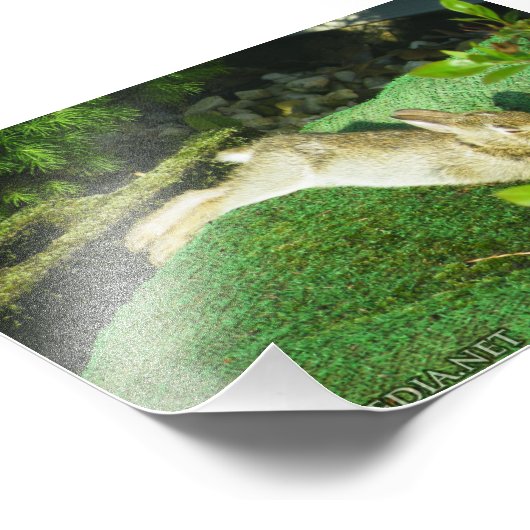 Impression Photo Lapin en Repose (Coin)