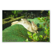Impression Photo Lapin en Repose (Devant)