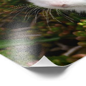 Impression Photo Lapin farci (Coin)