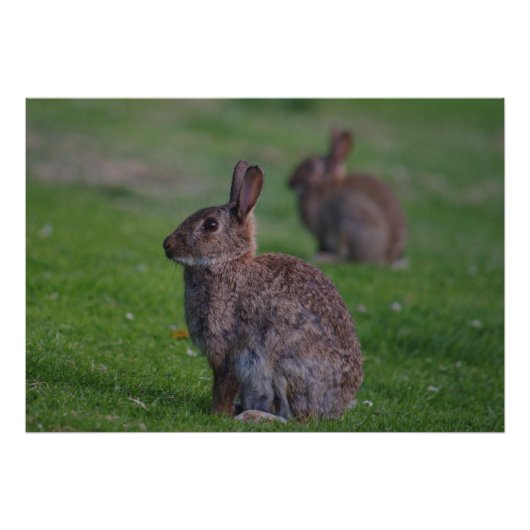 Impression Photo Lapin sauvage (Devant)