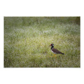 Impression Photo Lapwing Bird on the Grass (Devant)