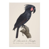 Impression Photo L'Ara Noir a Trompe / Palm Cockatoo (Devant)