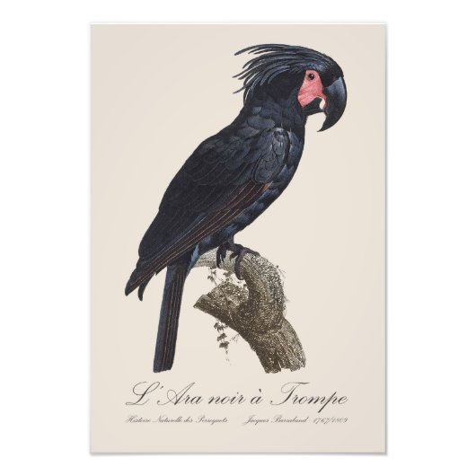 Impression Photo L'Ara Noir a Trompe / Palm Cockatoo (Devant)