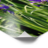 Impression Photo L'art photographique de l'iris triple violet (Coin)