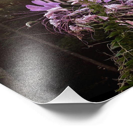 Impression Photo Lashes violets (Coin)