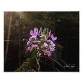 Impression Photo Lashes violets (Devant)