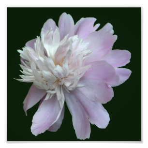 Impression Photo Lavande Peony Fleur En Fleur Fermer 8x8
