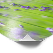 Impression Photo lavande plante terrain fleur nature détails (Coin)