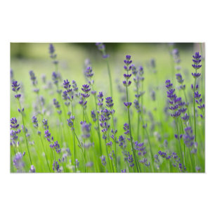 Impression Photo lavande plante terrain fleur nature détails