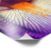 Impression Photo Lavande Portée Iris Fleur Pétale Fermer 8x10 (Coin)