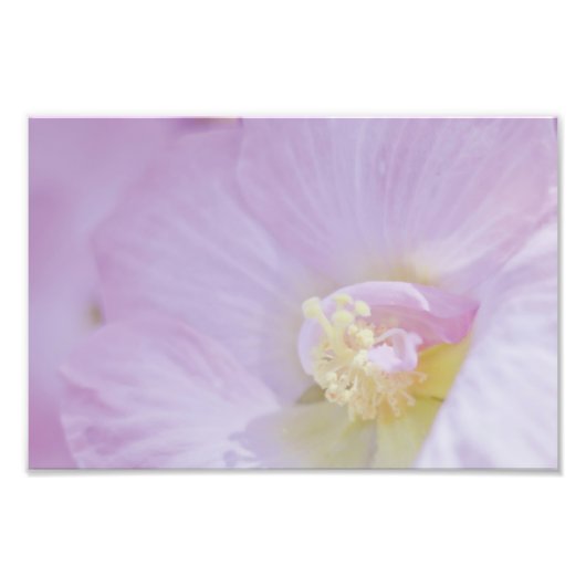 Impression Photo Lavande rose délicate (Devant)