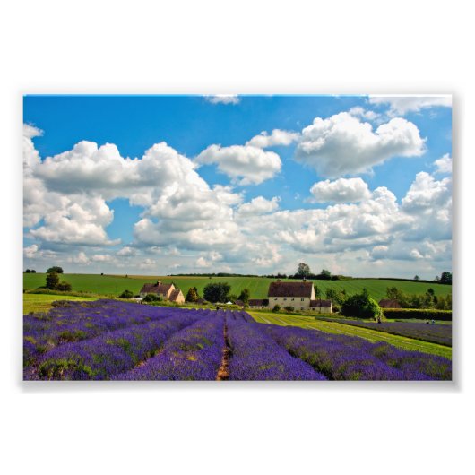 Impression Photo Lavender Field Fleurs d'été Cotwolds Angleterre (Devant)