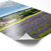 Impression Photo Lavender Field Fleurs été Cotswolds Angleterre (Coin)