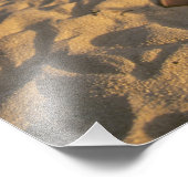 Impression Photo Laysan Albatross, Diomedea immutabilis), (Coin)