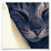 Impression Photo Lazy Cat (Devant)