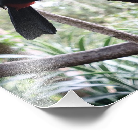 Impression Photo Le billet de Toucan (Coin)