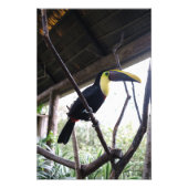 Impression Photo Le billet de Toucan (Devant)