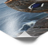 Impression Photo Le canard de Bill (Coin)