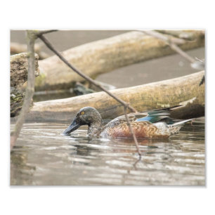 Impression Photo Le Canard De Douceur Du Nord Le Long De La Photogr