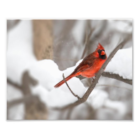 Impression Photo Le cardinal masculin dans la neige (Devant)