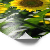 Impression photo - Le champ de tournesols (Coin)