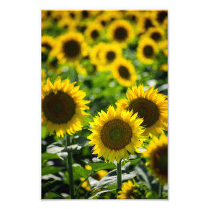 Impression photo - Le champ de tournesols