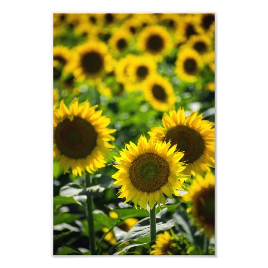 Impression photo - Le champ de tournesols (Devant)
