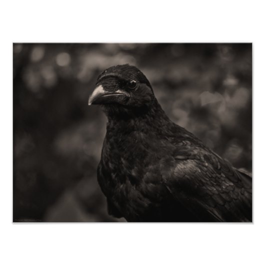 Impression Photo Le chercheur (Devant)